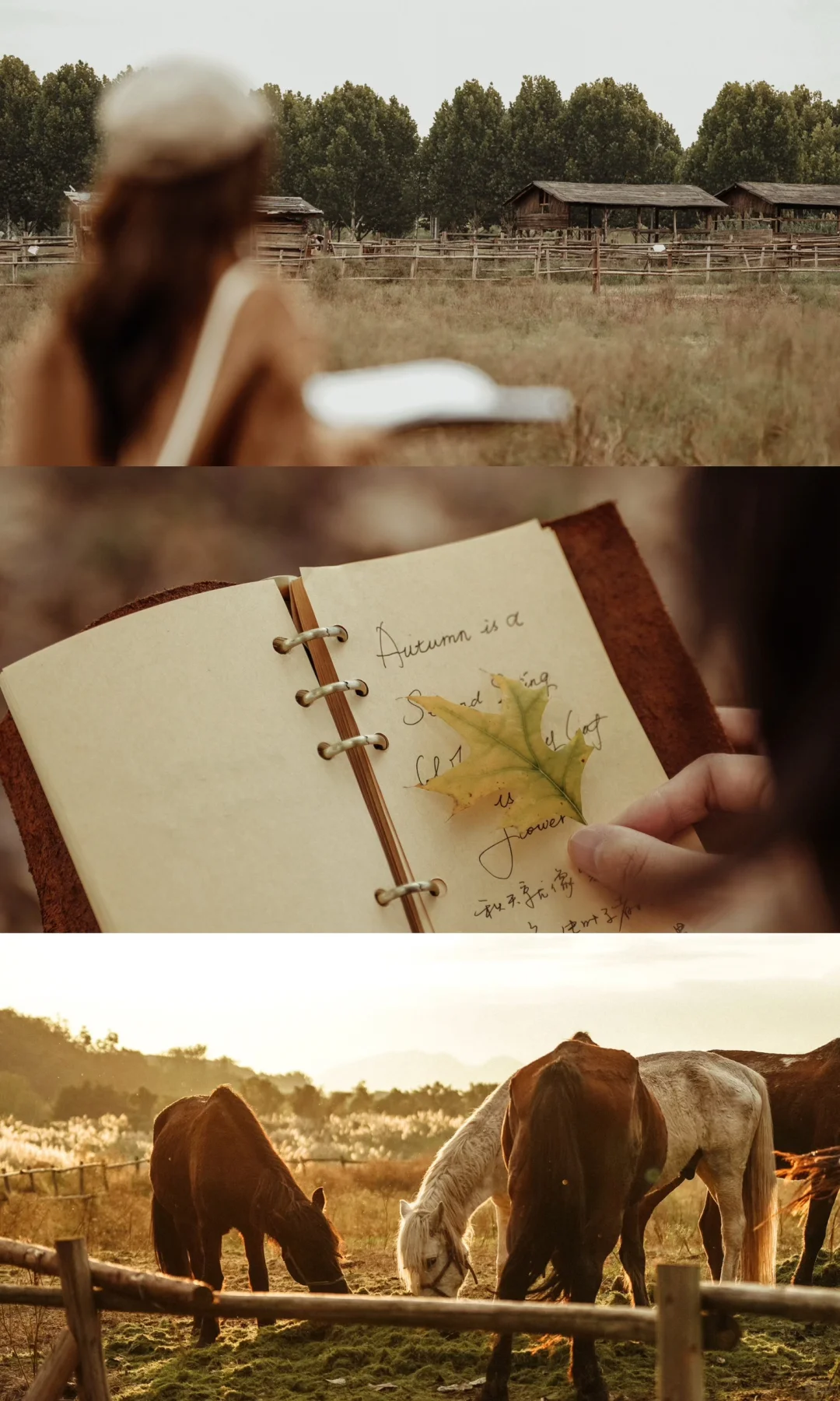 秋日复古电影感拍照｜重庆广阳岛太出片啦📸