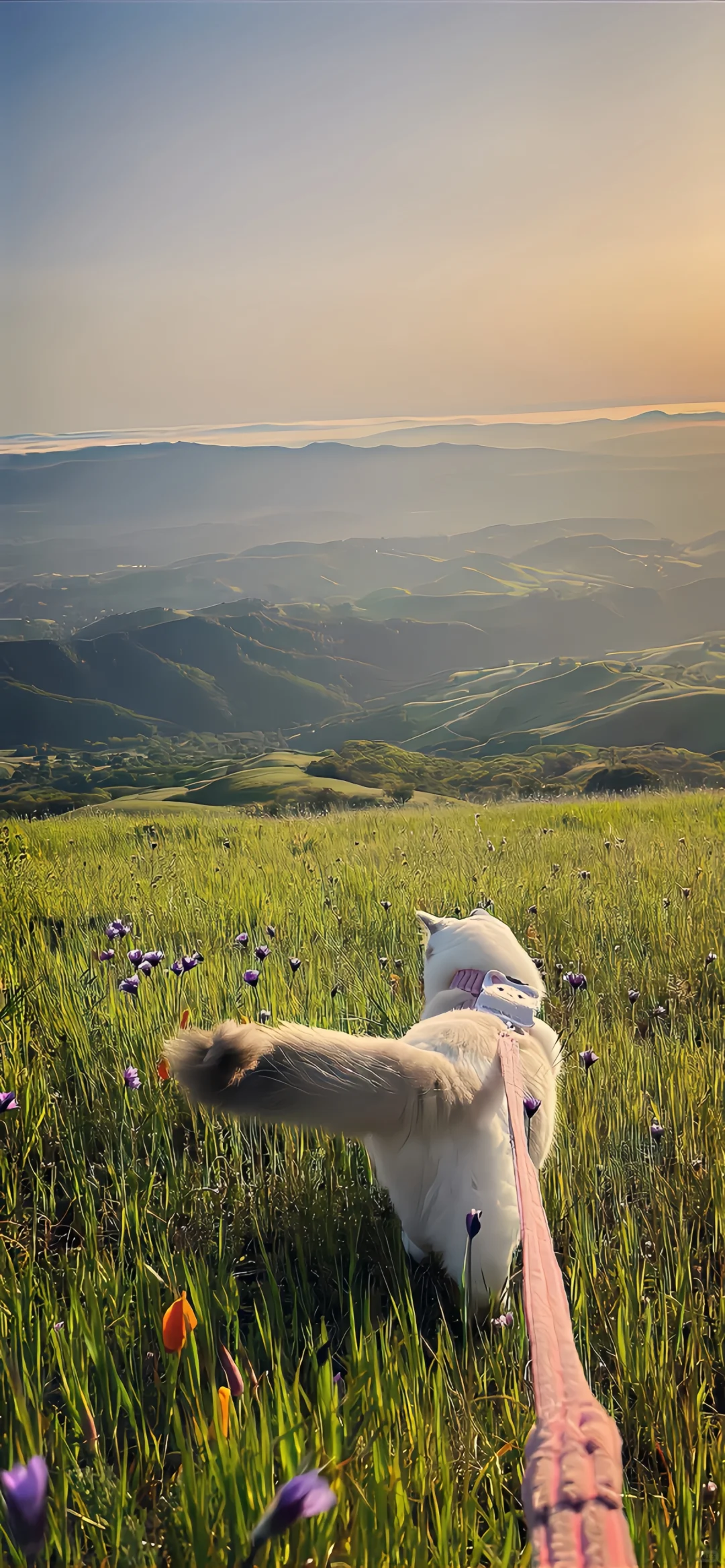 16张高清唯美手机壁纸，刷到速存！
