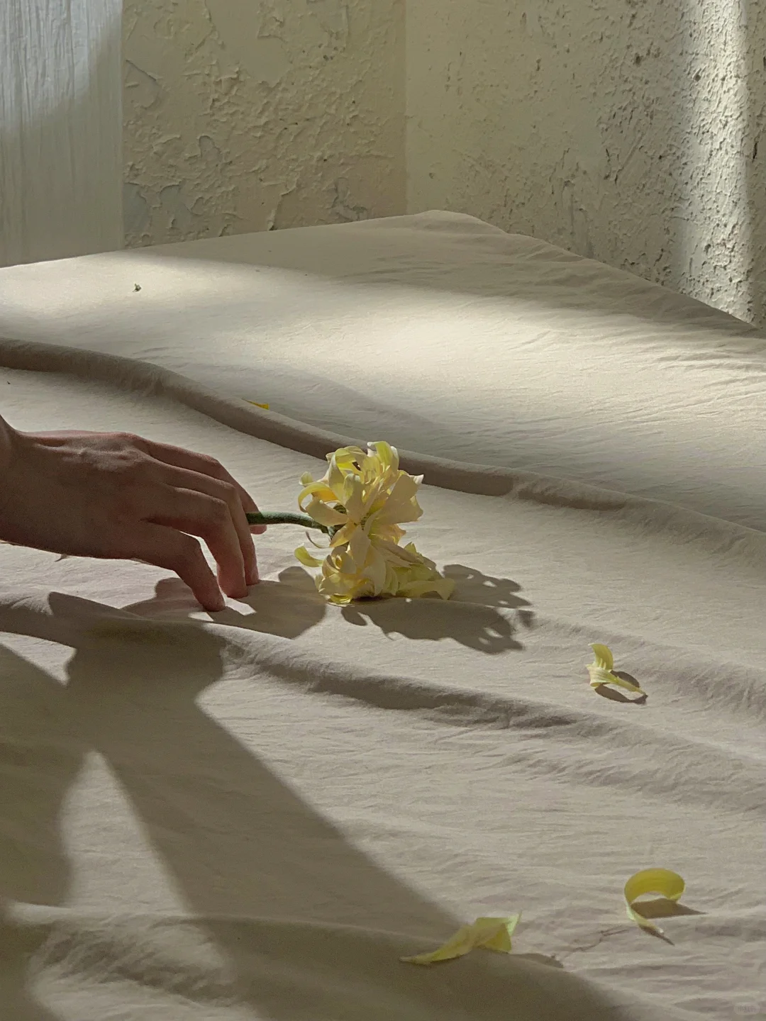 细碎光影透过指尖| 手机Live