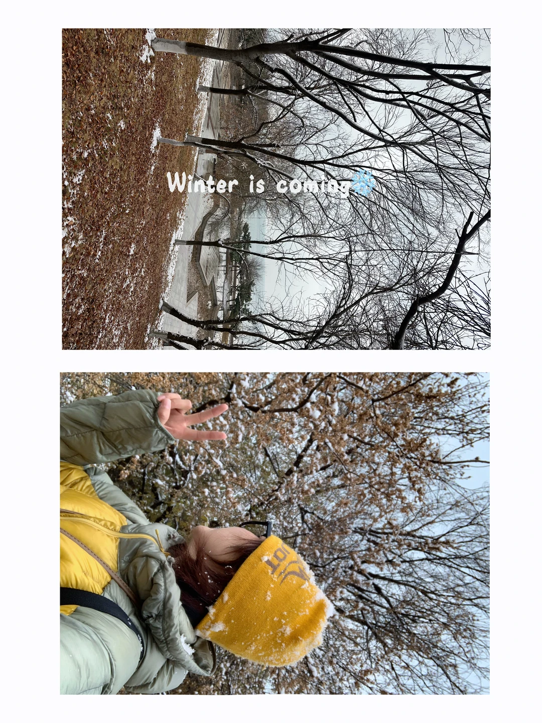 📍青岛初雪，海边的冰雪森林❄️🌲