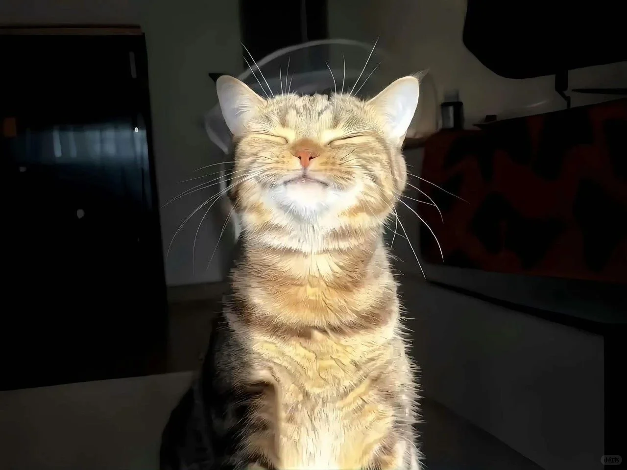 iPad电脑猫咪高清壁纸｜哈基米