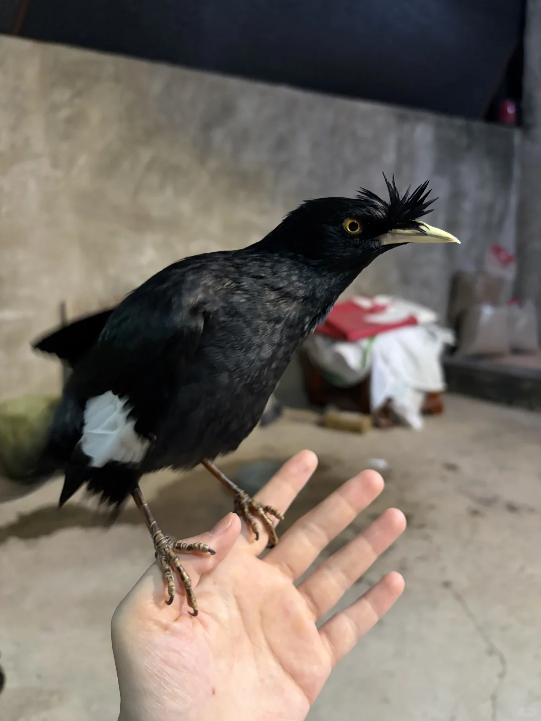 可可爱爱小黑鸡🥰