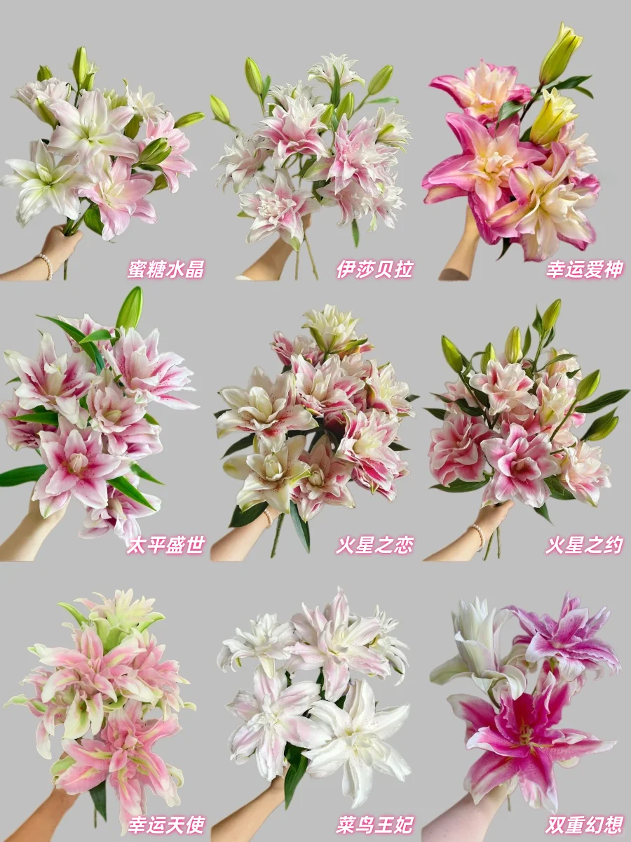 最全的粉色重瓣百合品种合集，建议收藏！