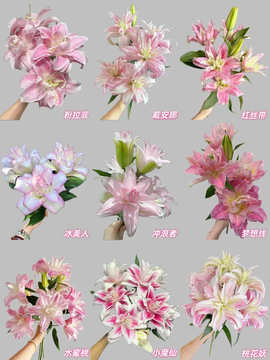 最全的粉色重瓣百合品种合集，建议收藏！