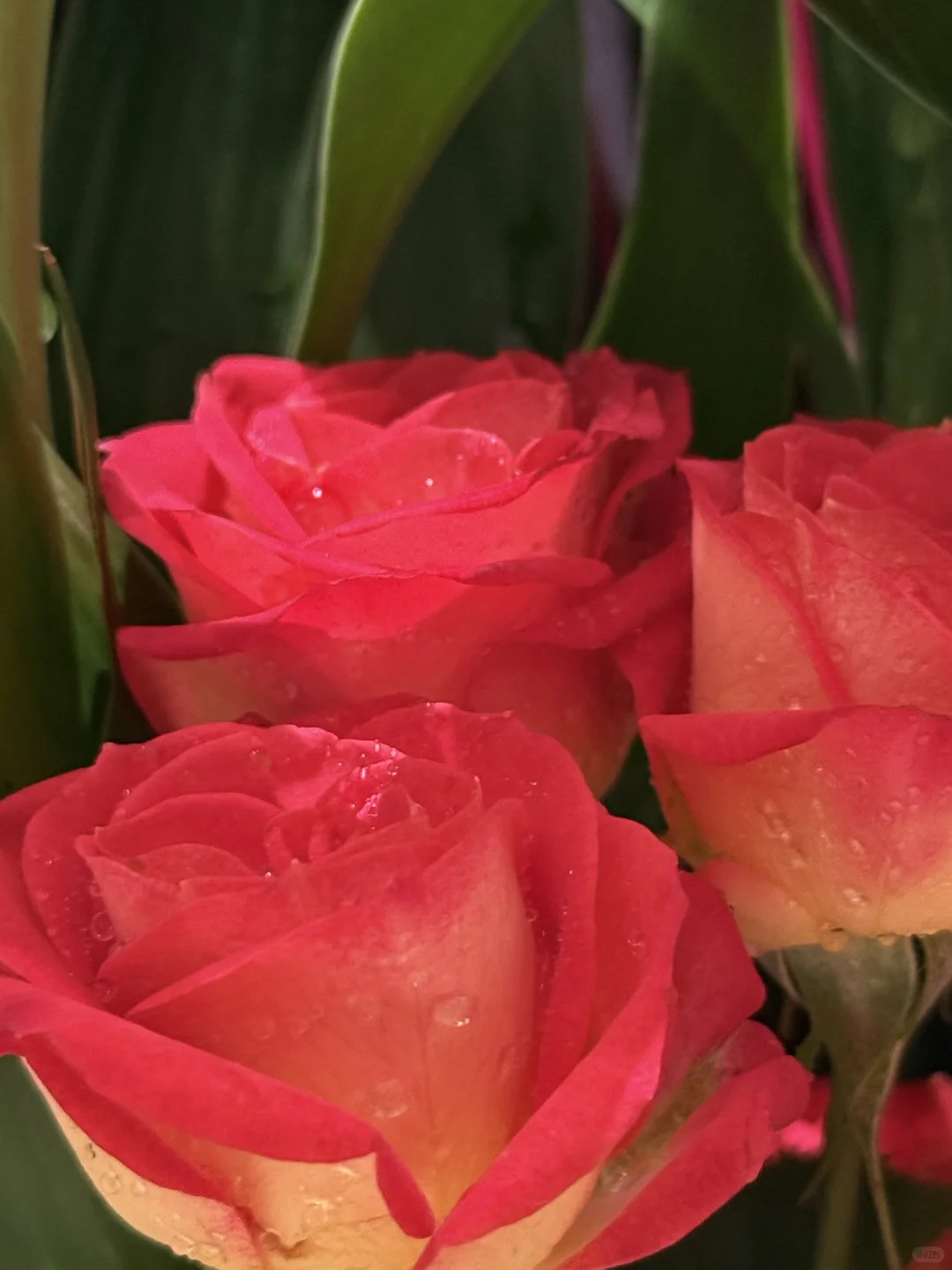 我真的好爱玫瑰🌹