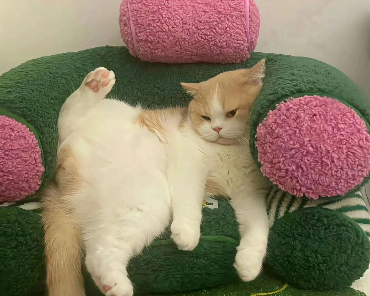 iPad电脑猫咪高清壁纸｜哈基米