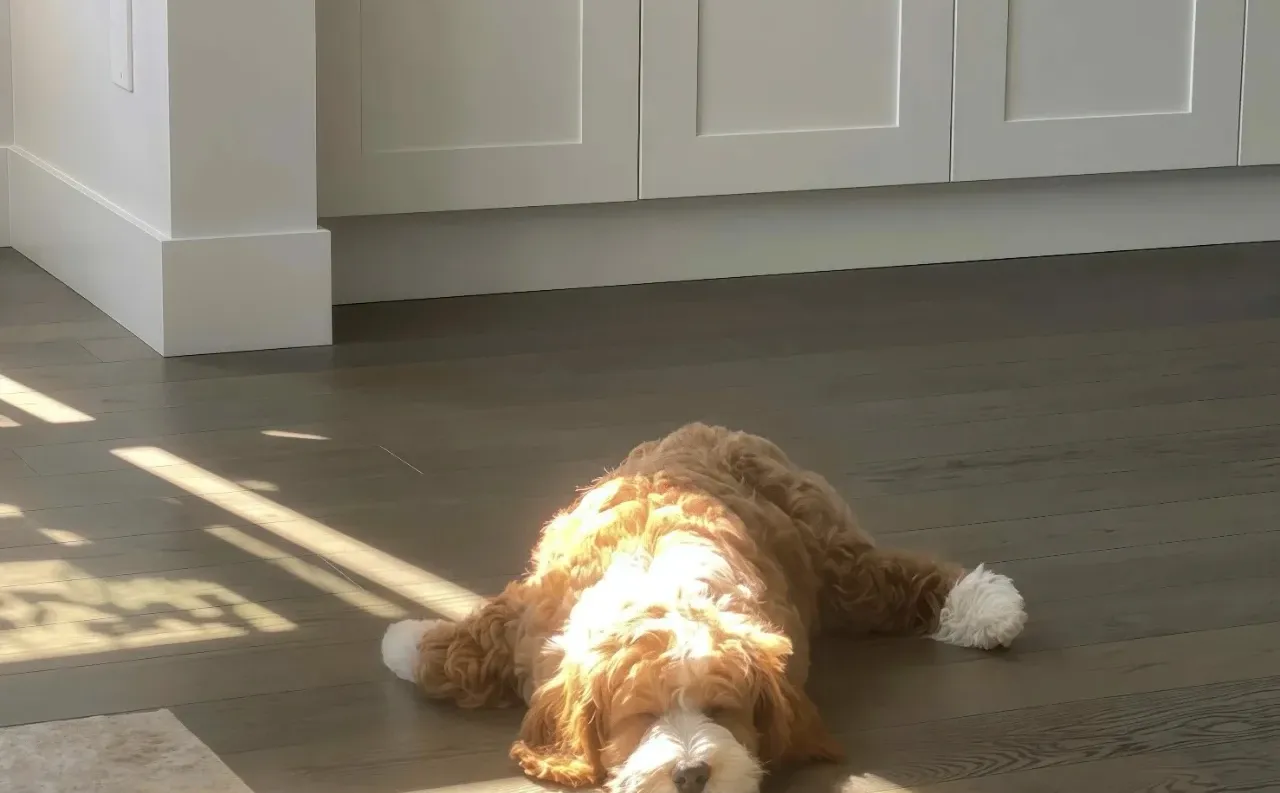 iPad电脑猫咪高清壁纸｜哈基米