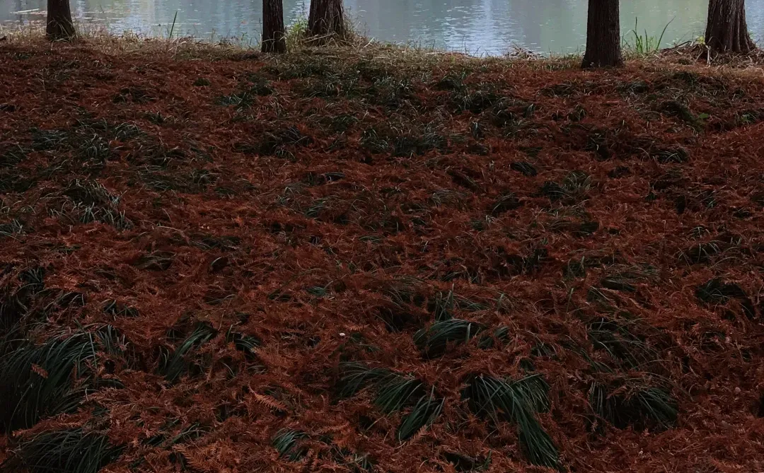 家人们，这里绝对是出红杉写真集的好去处