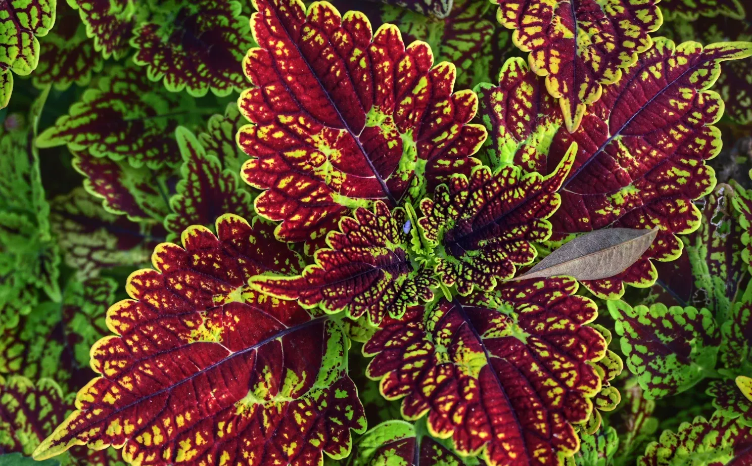 【五彩苏】娇艳斑斓的叶子