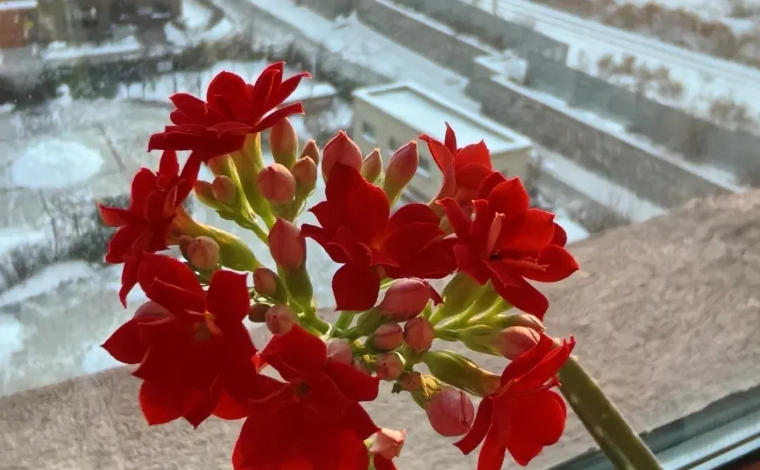 冬日里的明媚娇艳