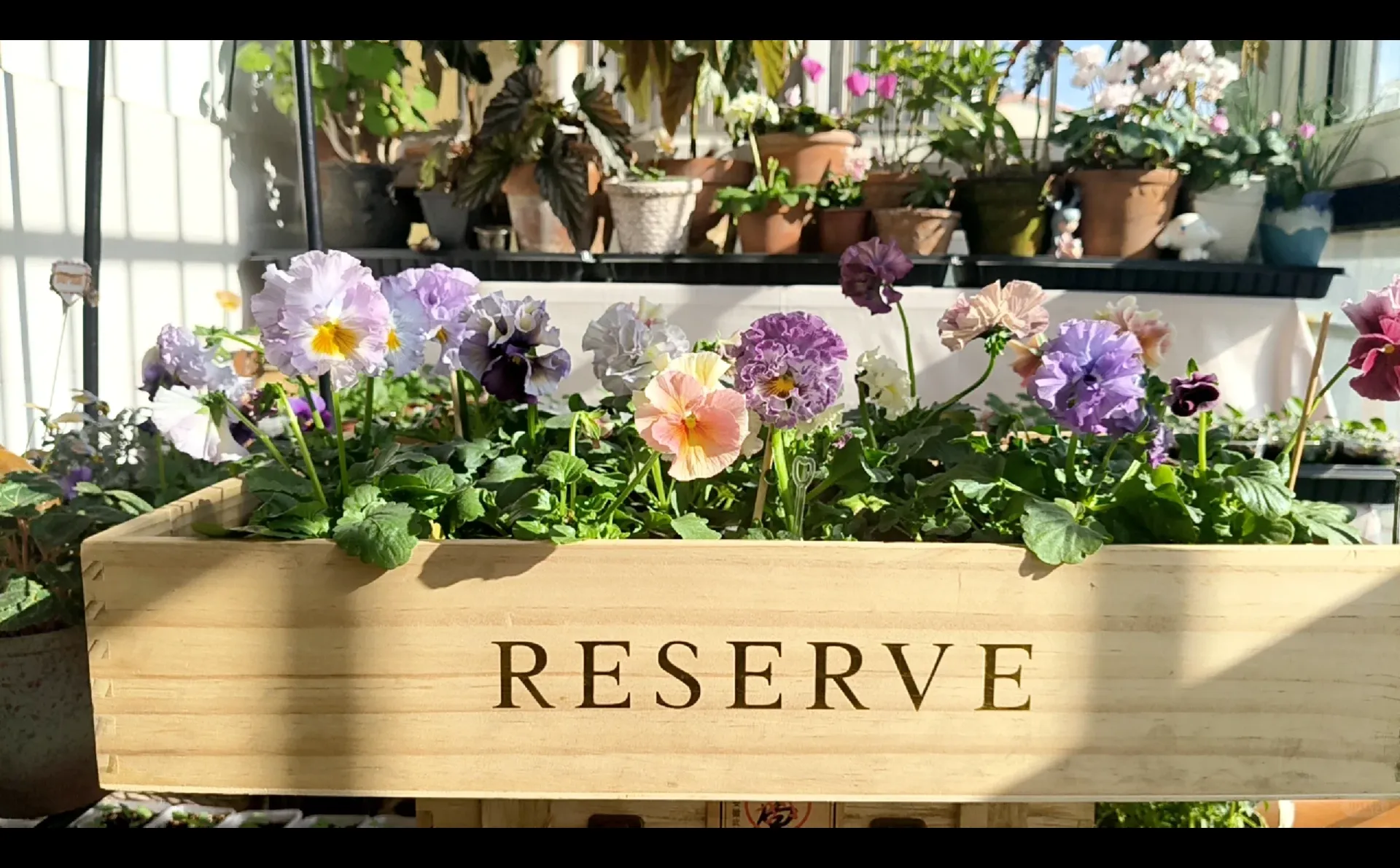 冬至的阳台小花园，温暖一整个冬天❄️