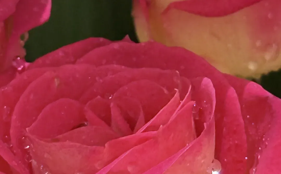 我真的好爱玫瑰🌹