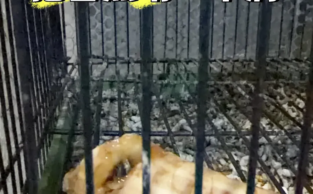 可可爱爱小黑鸡🥰