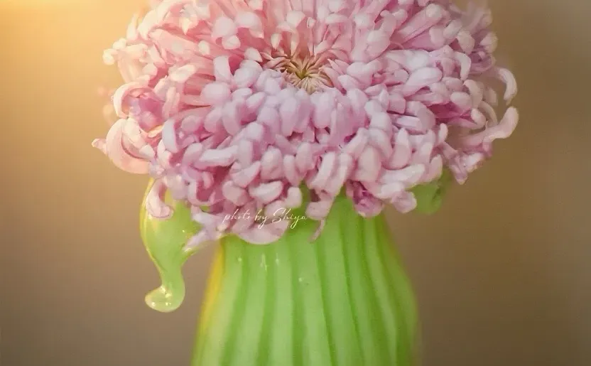 小红书赏菊大会｜粉色娇艳 让人无法拒绝