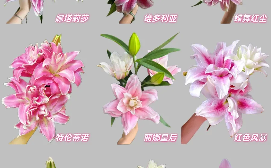 最全的粉色重瓣百合品种合集，建议收藏！