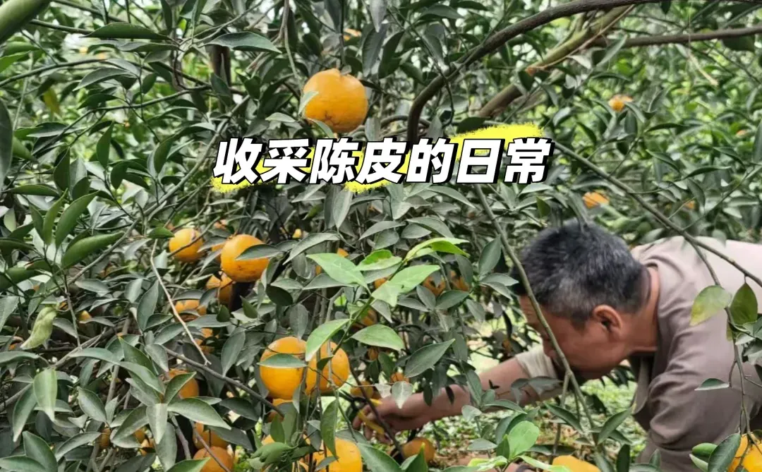 让陈皮有趣起来，一～新会陈皮日记十九