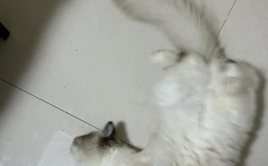 猫：媚眼抛给🦐子看