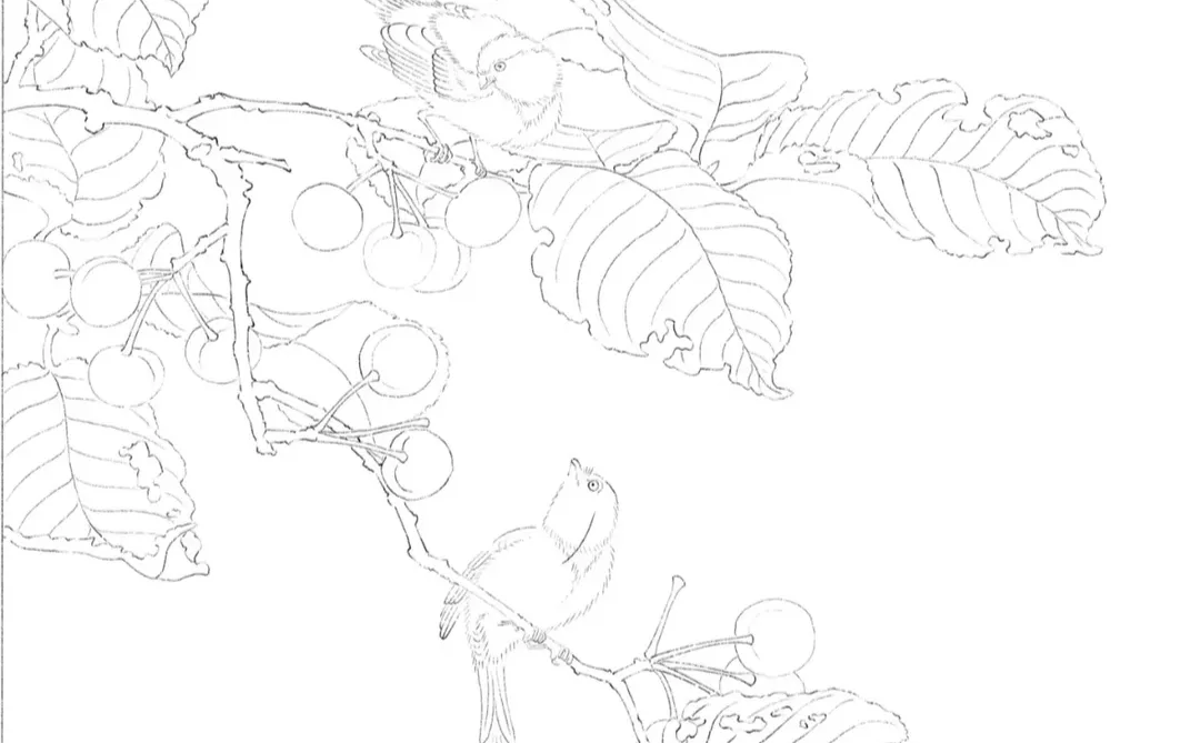 樱桃黄雀图（线稿自取）