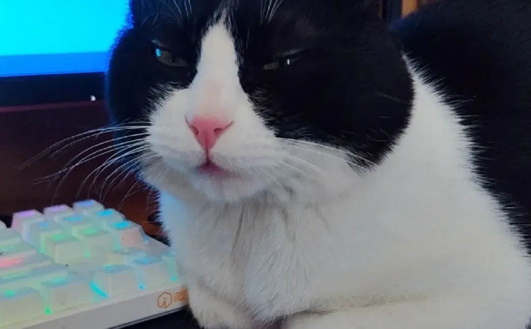 它真的太会了！