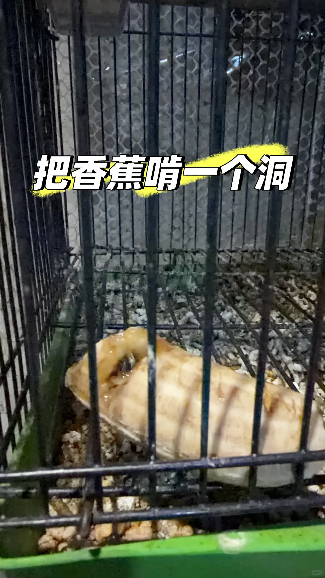 可可爱爱小黑鸡🥰