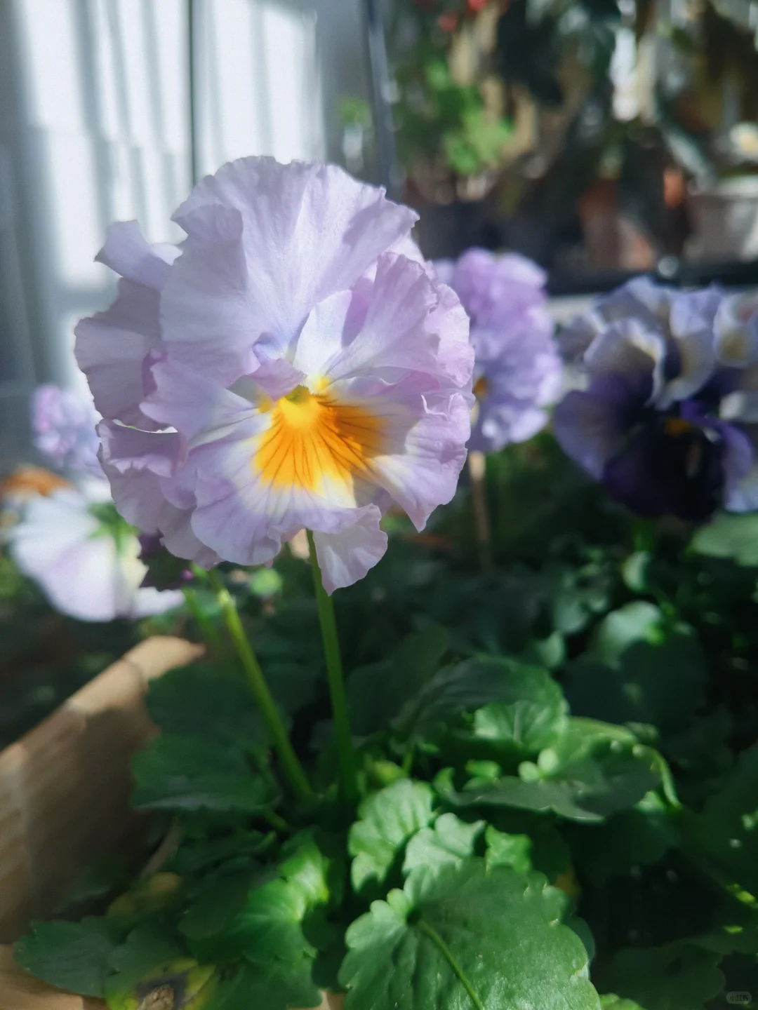 冬至的阳台小花园，温暖一整个冬天❄️