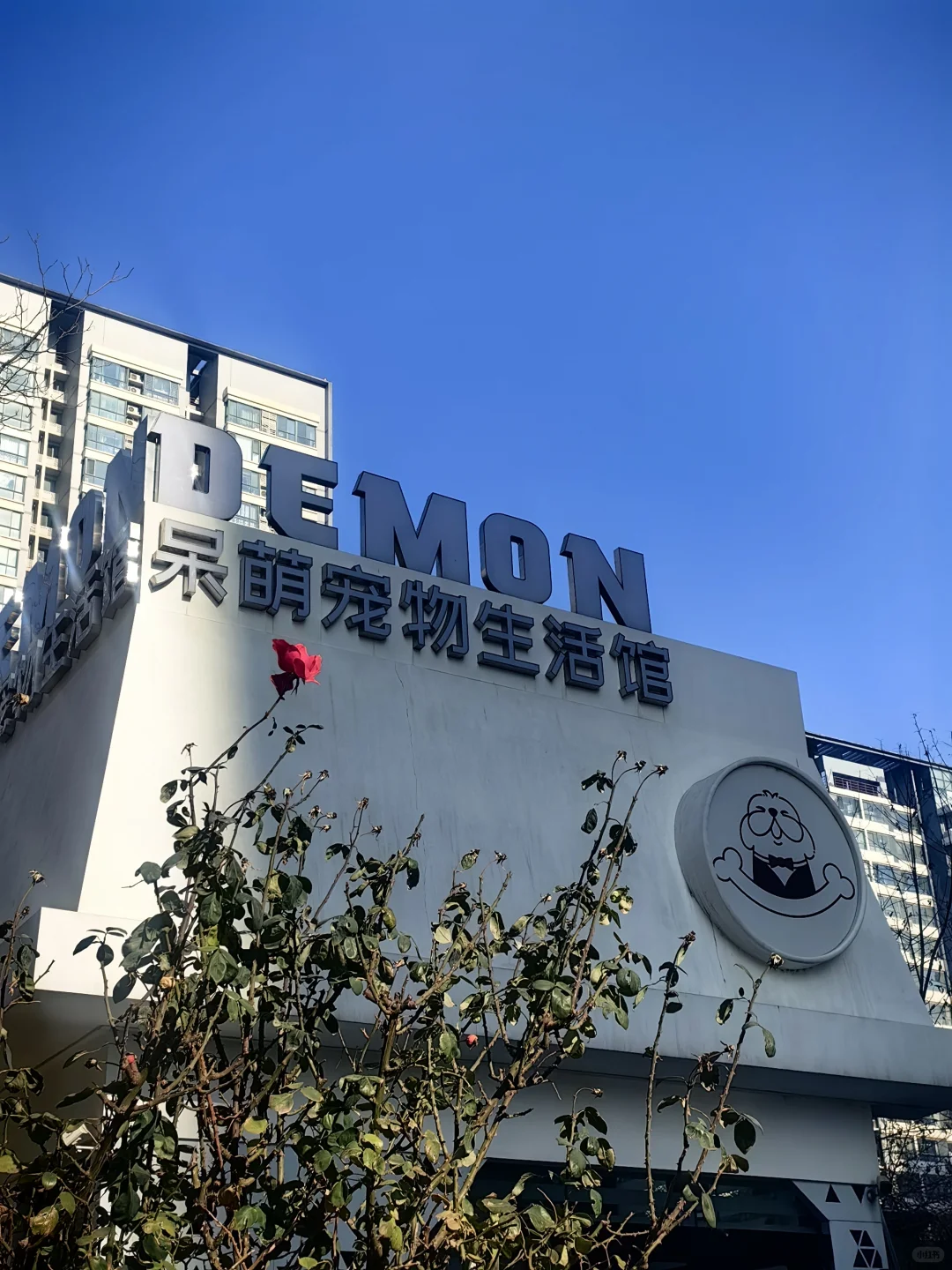 多大的勇气，零下5°还开花