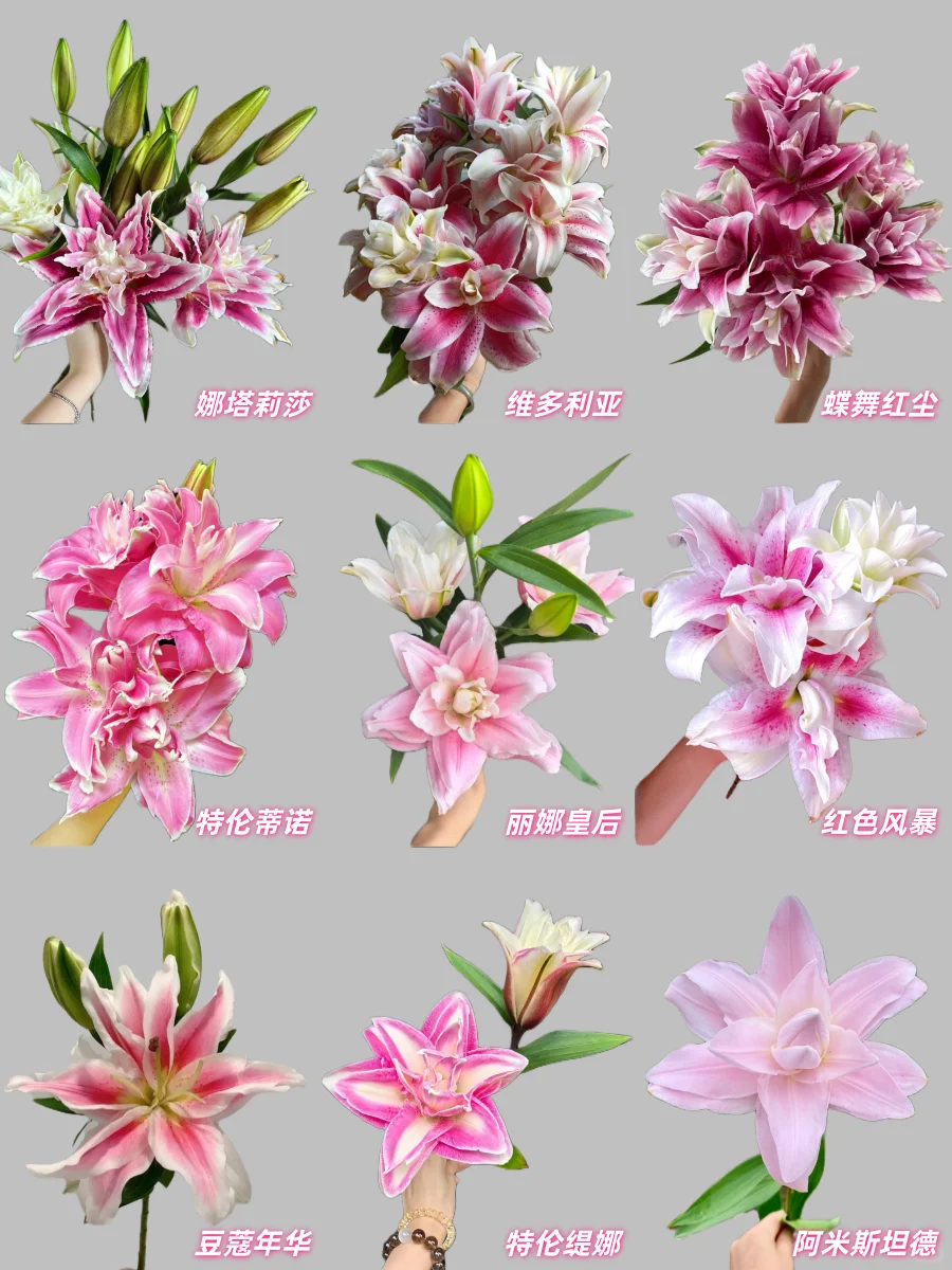 最全的粉色重瓣百合品种合集，建议收藏！