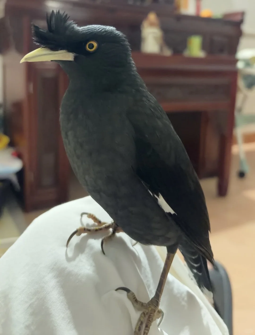 可可爱爱小黑鸡🥰