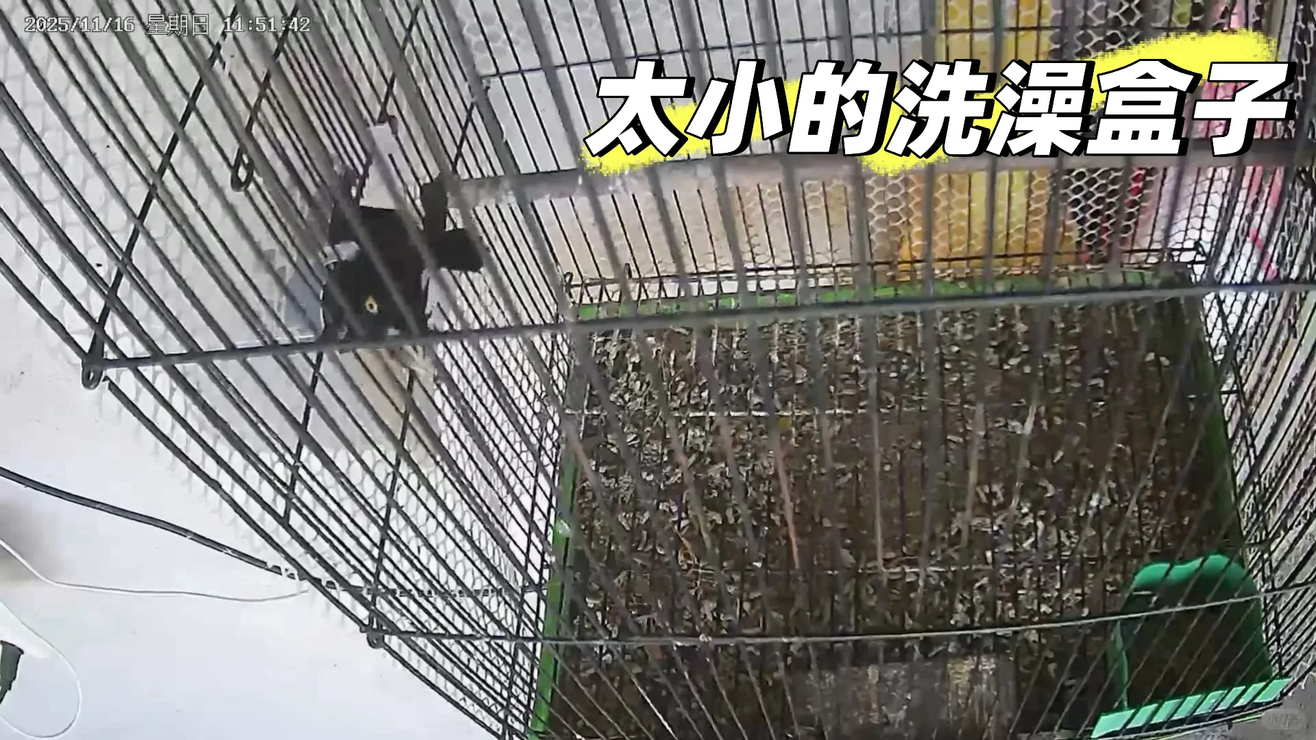 可可爱爱小黑鸡🥰