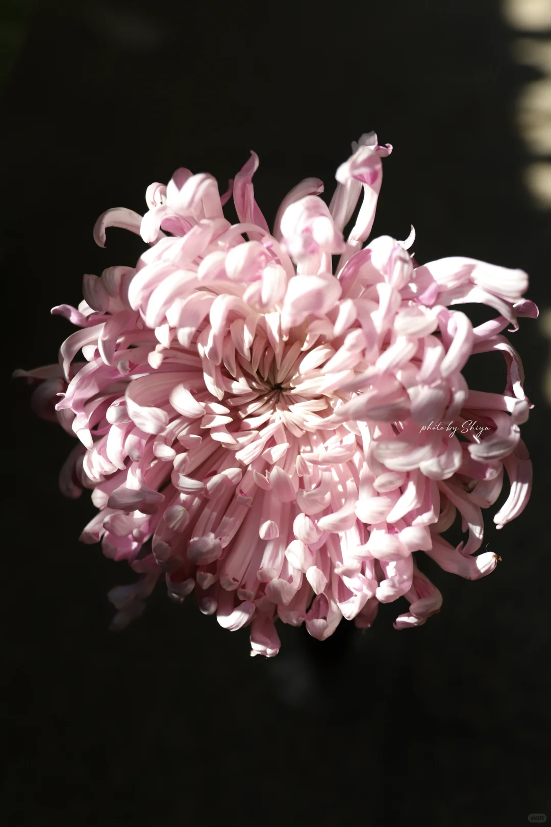 小红书赏菊大会｜粉色娇艳 让人无法拒绝