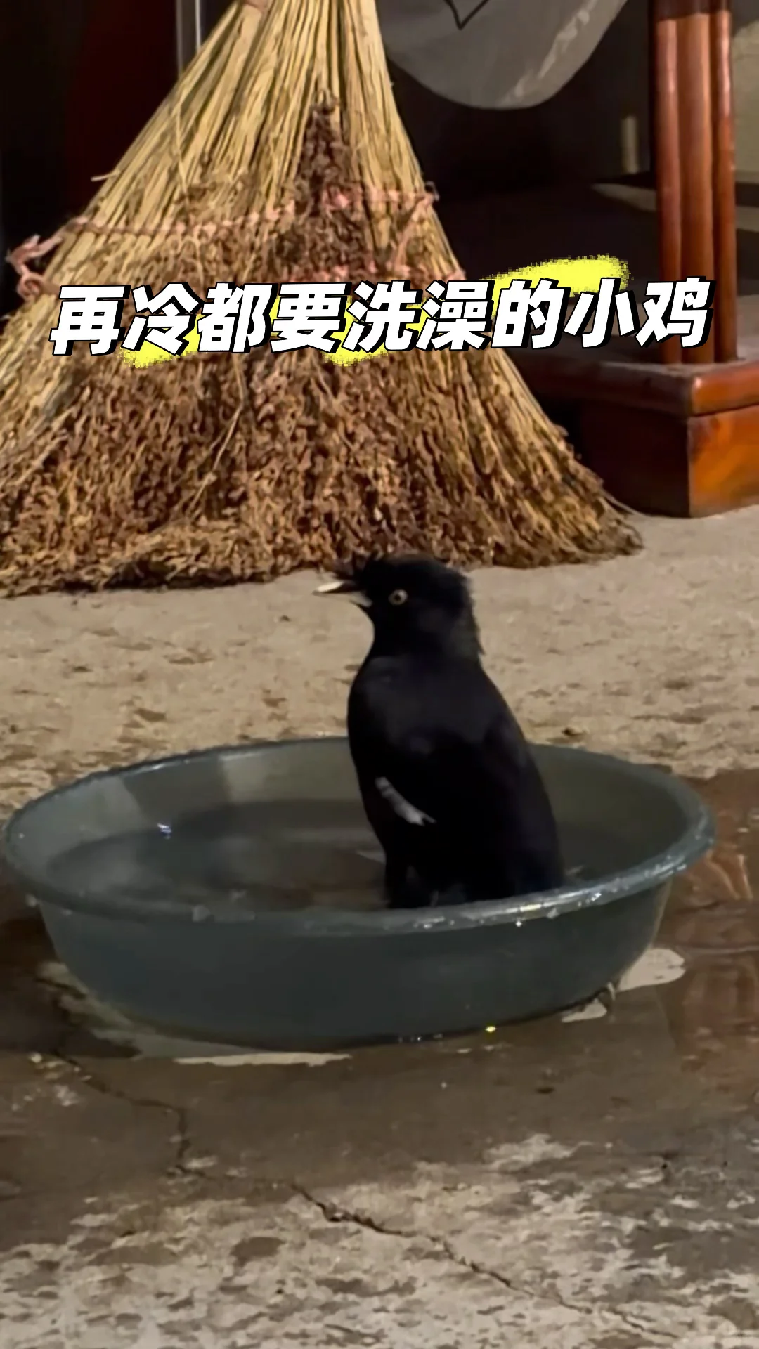 可可爱爱小黑鸡🥰