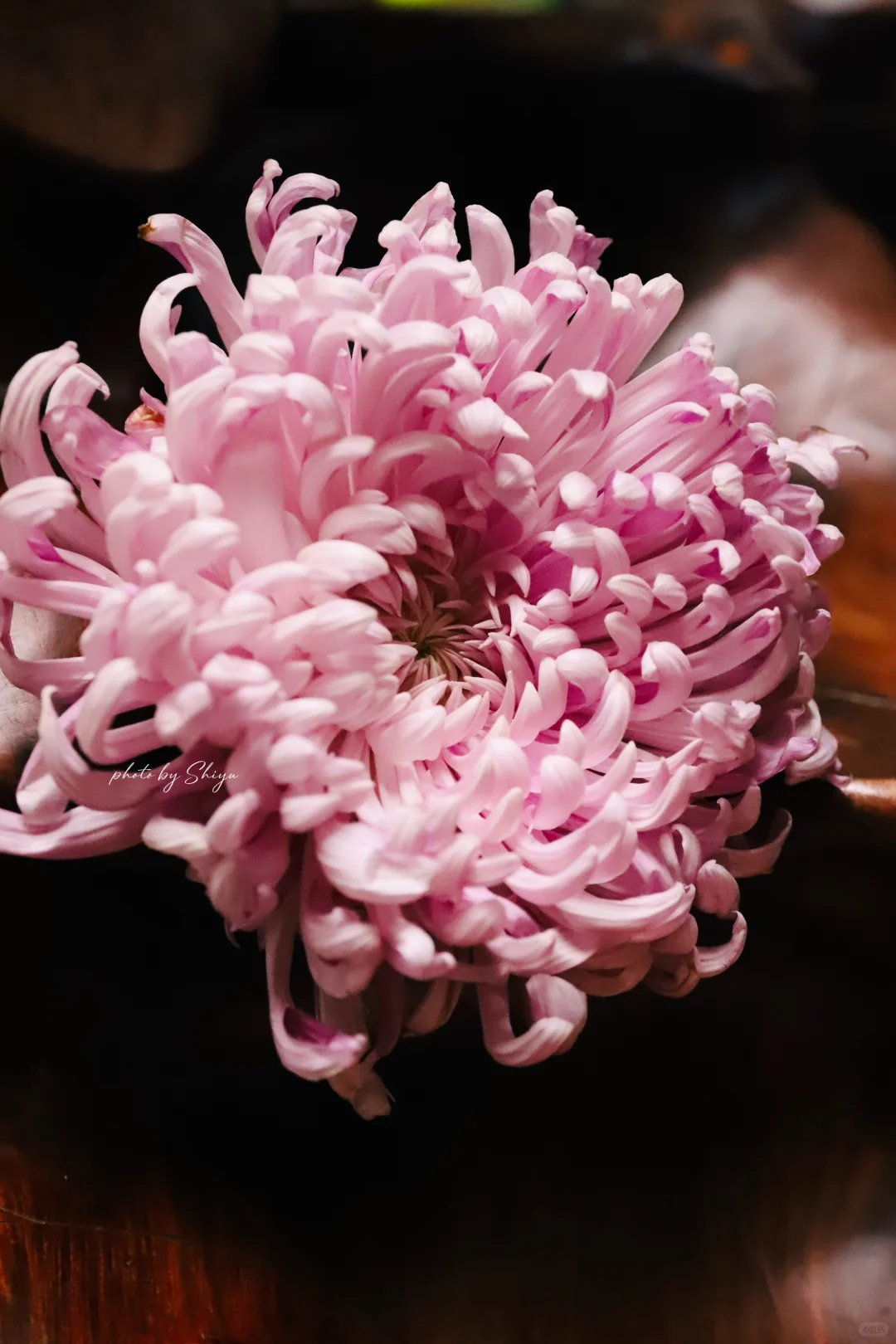 小红书赏菊大会｜粉色娇艳 让人无法拒绝