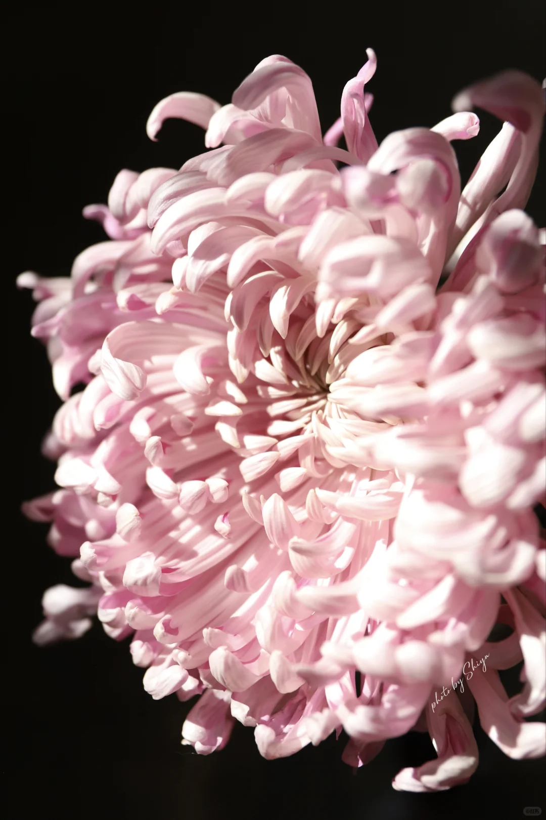 小红书赏菊大会｜粉色娇艳 让人无法拒绝