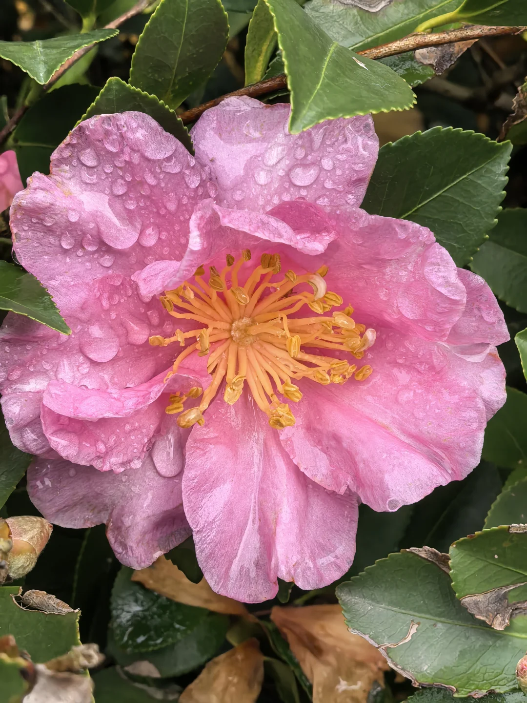 娇艳欲滴杜鹃花