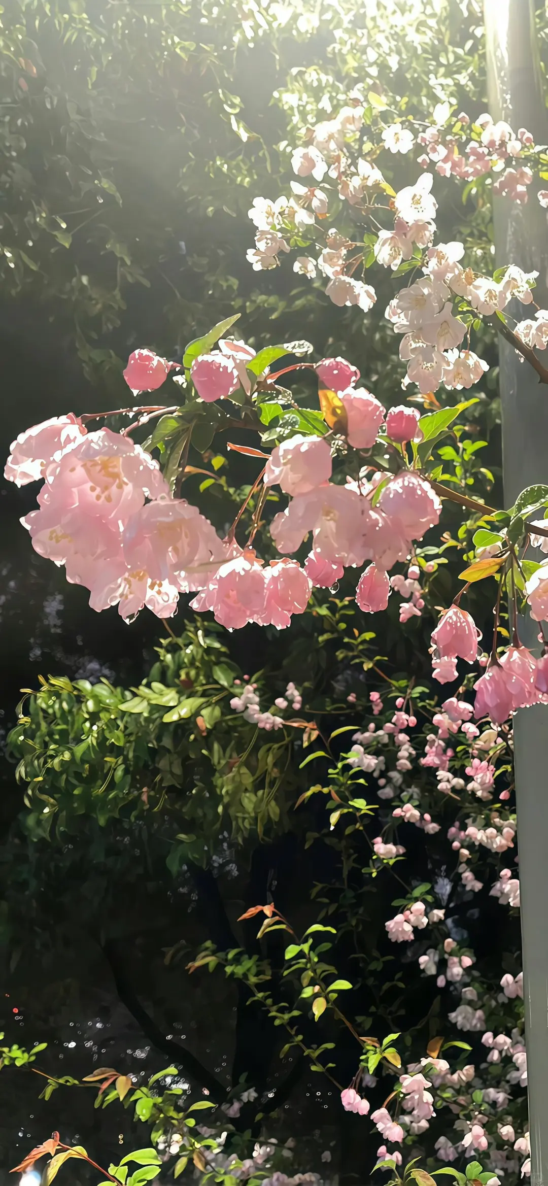 𝑾𝒆𝑪𝒉𝒂𝒕 绿色氛围感壁纸