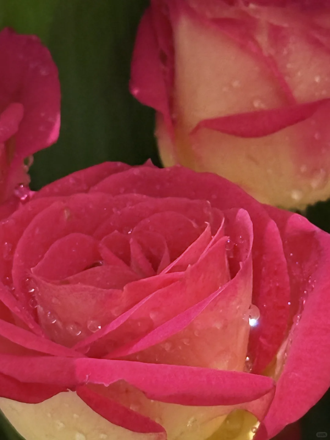 我真的好爱玫瑰🌹