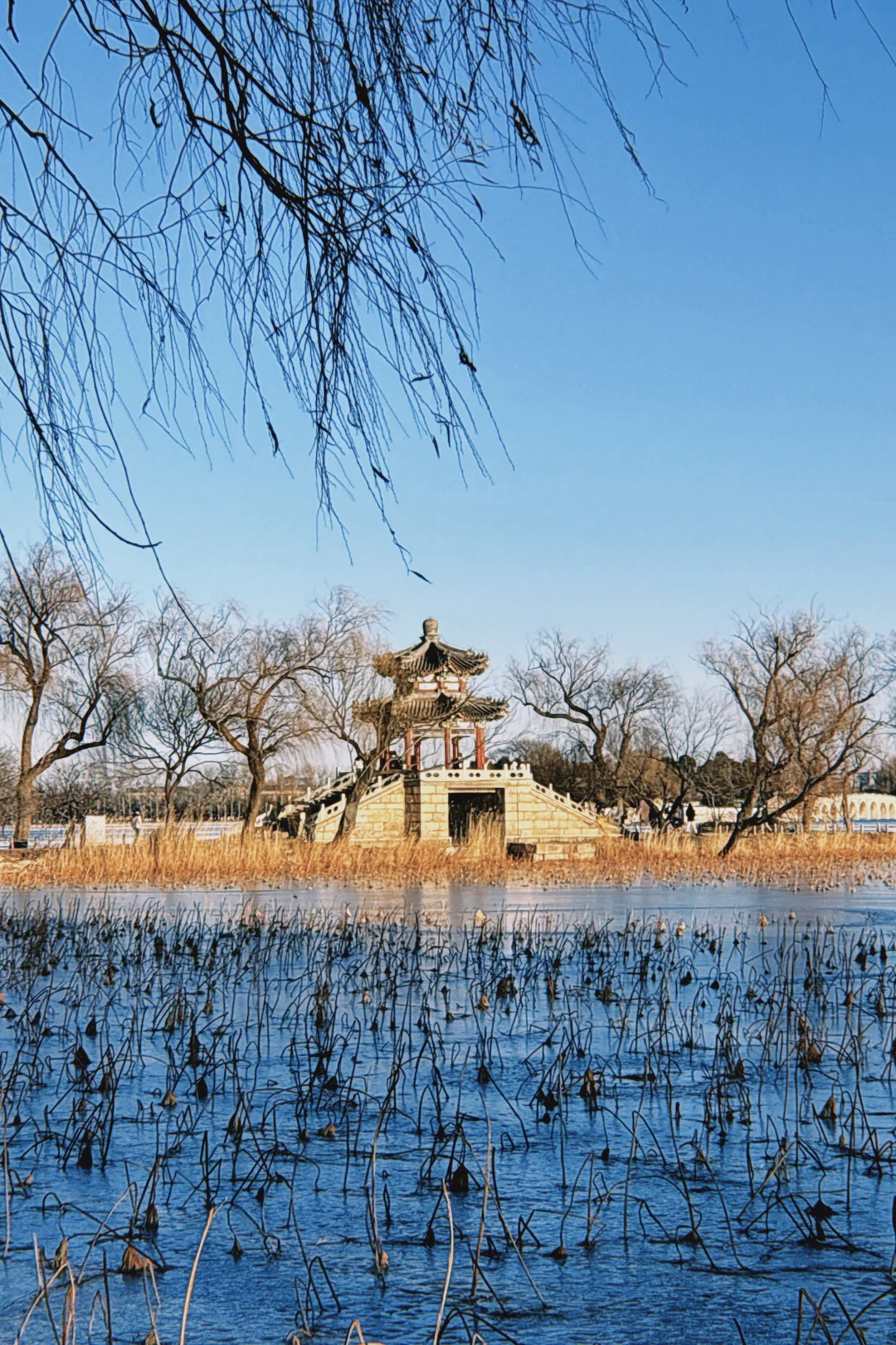 你好鱼老师 我又来刷你屏了