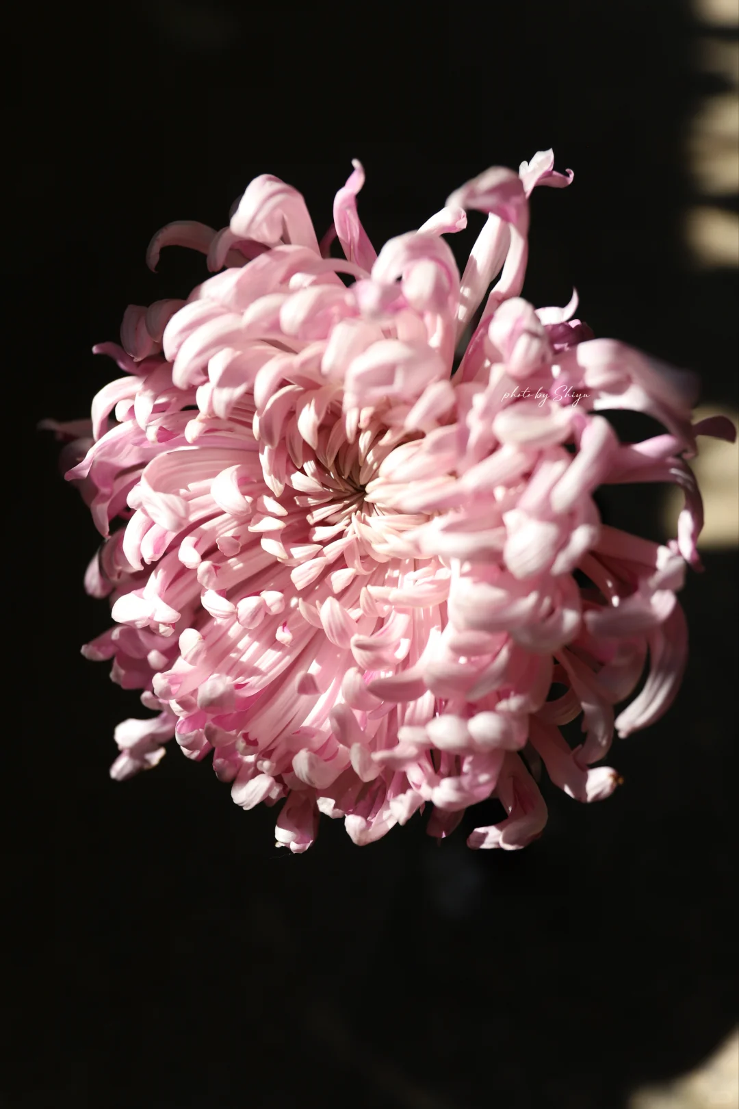 小红书赏菊大会｜粉色娇艳 让人无法拒绝