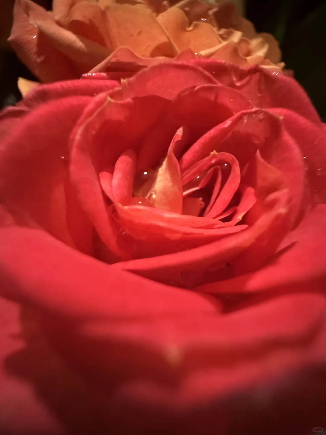 我真的好爱玫瑰🌹