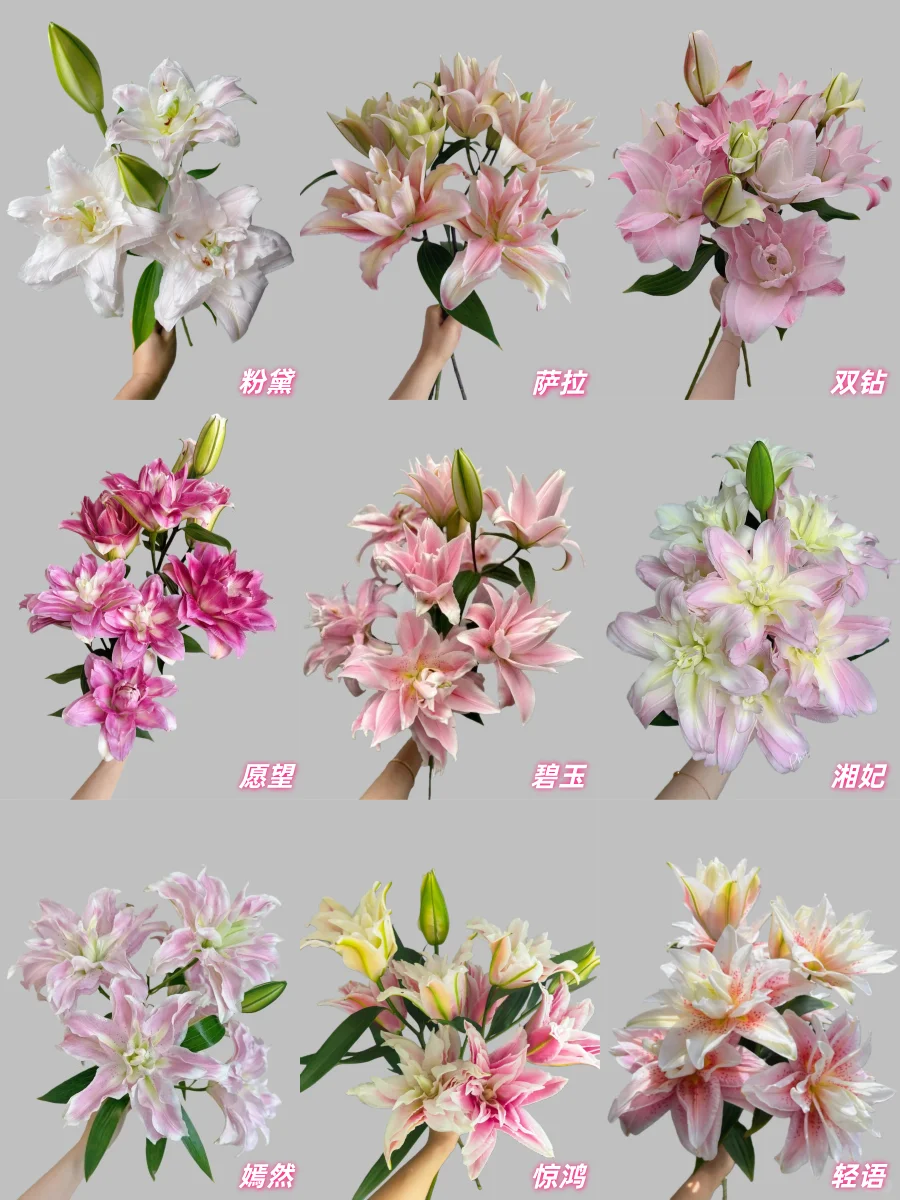 最全的粉色重瓣百合品种合集，建议收藏！