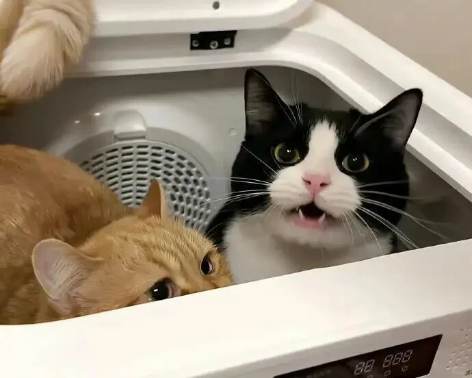 iPad电脑猫咪高清壁纸｜哈基米