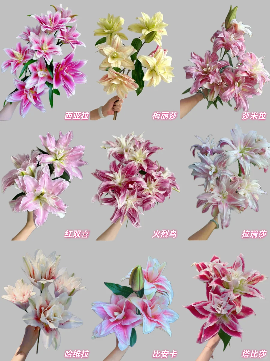 最全的粉色重瓣百合品种合集，建议收藏！