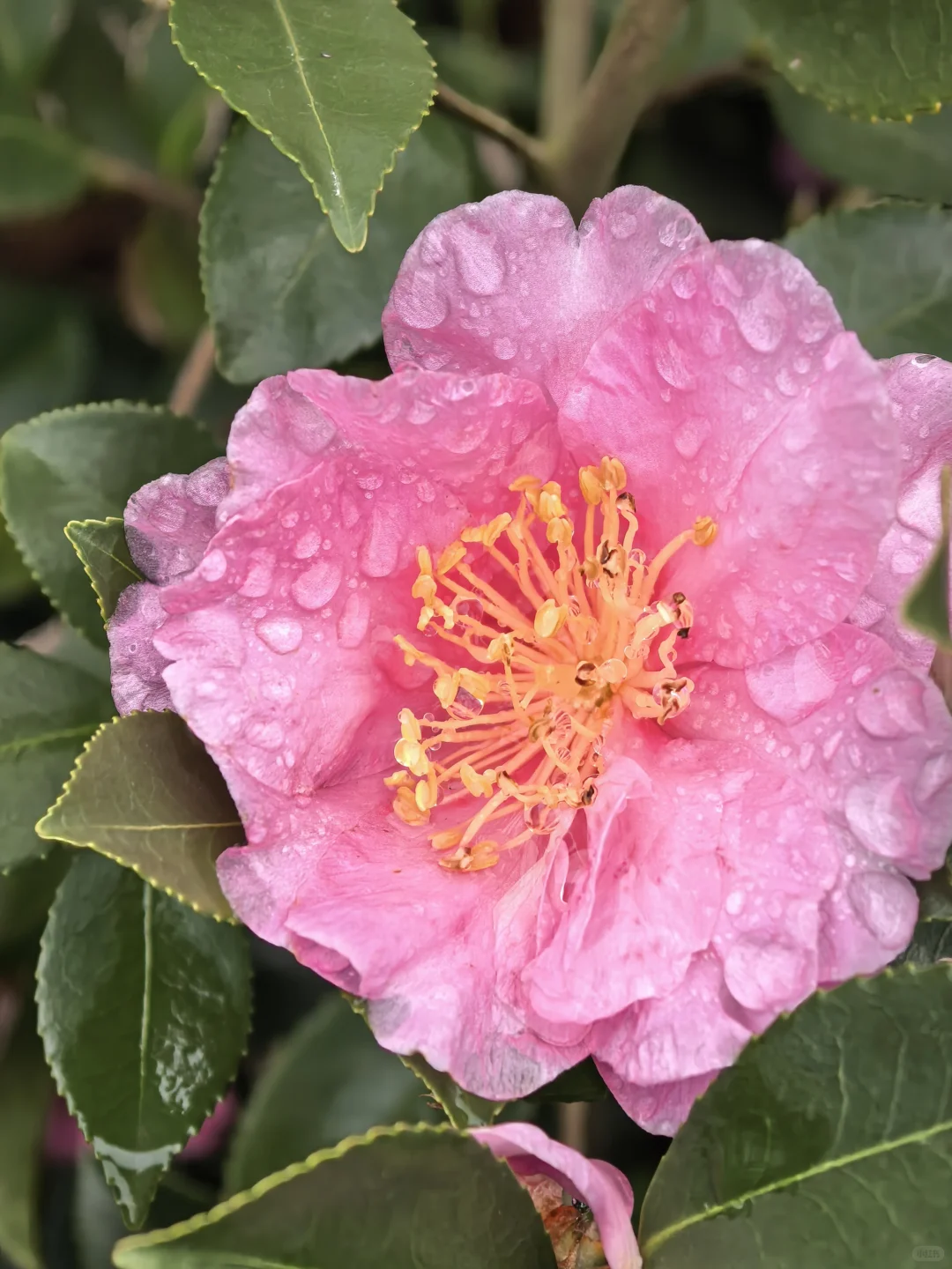 娇艳欲滴杜鹃花