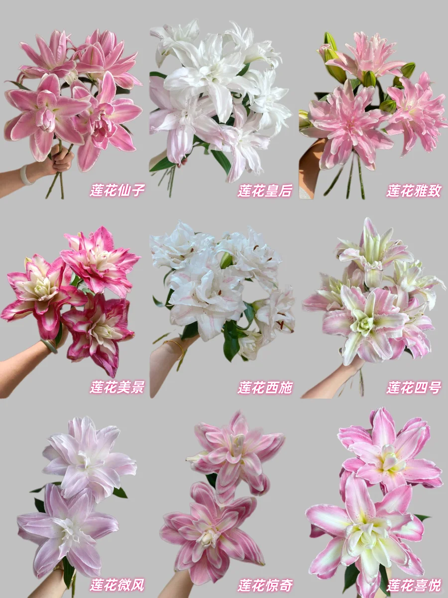 最全的粉色重瓣百合品种合集，建议收藏！