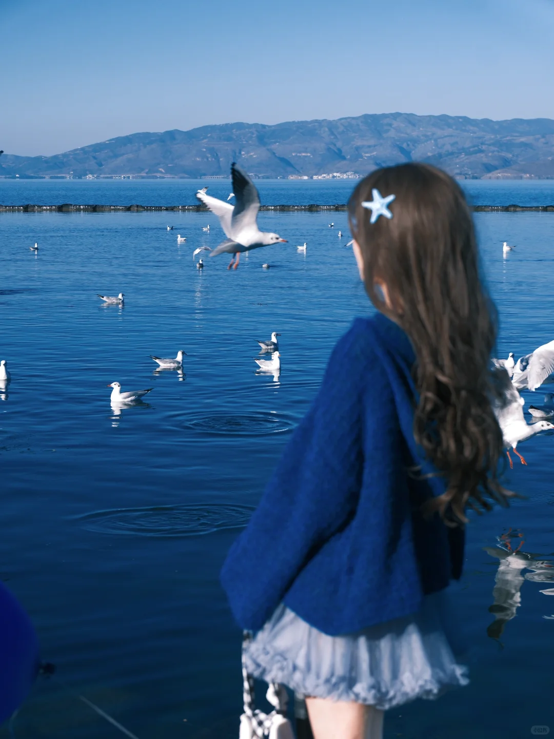 冬日蓝调时刻胶片🎞️海边海鸥氛围感随拍