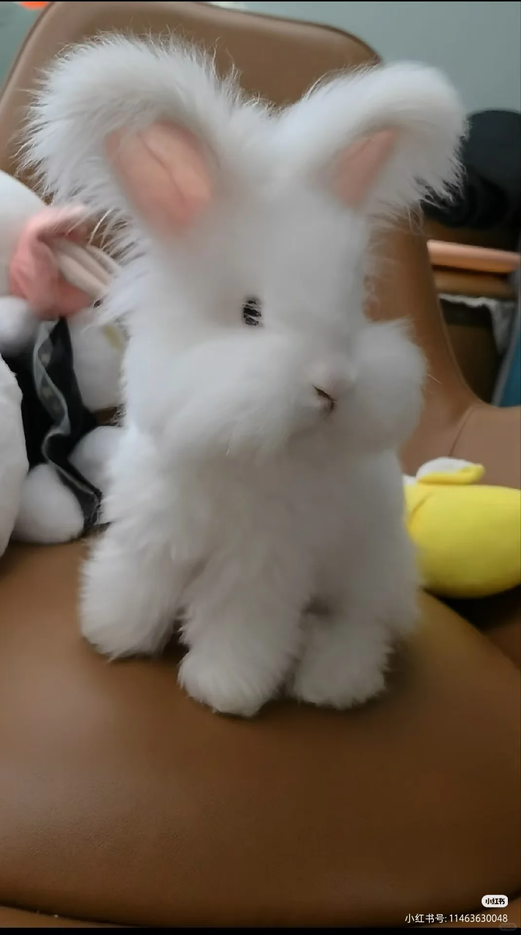 主人，带我回家咯~～