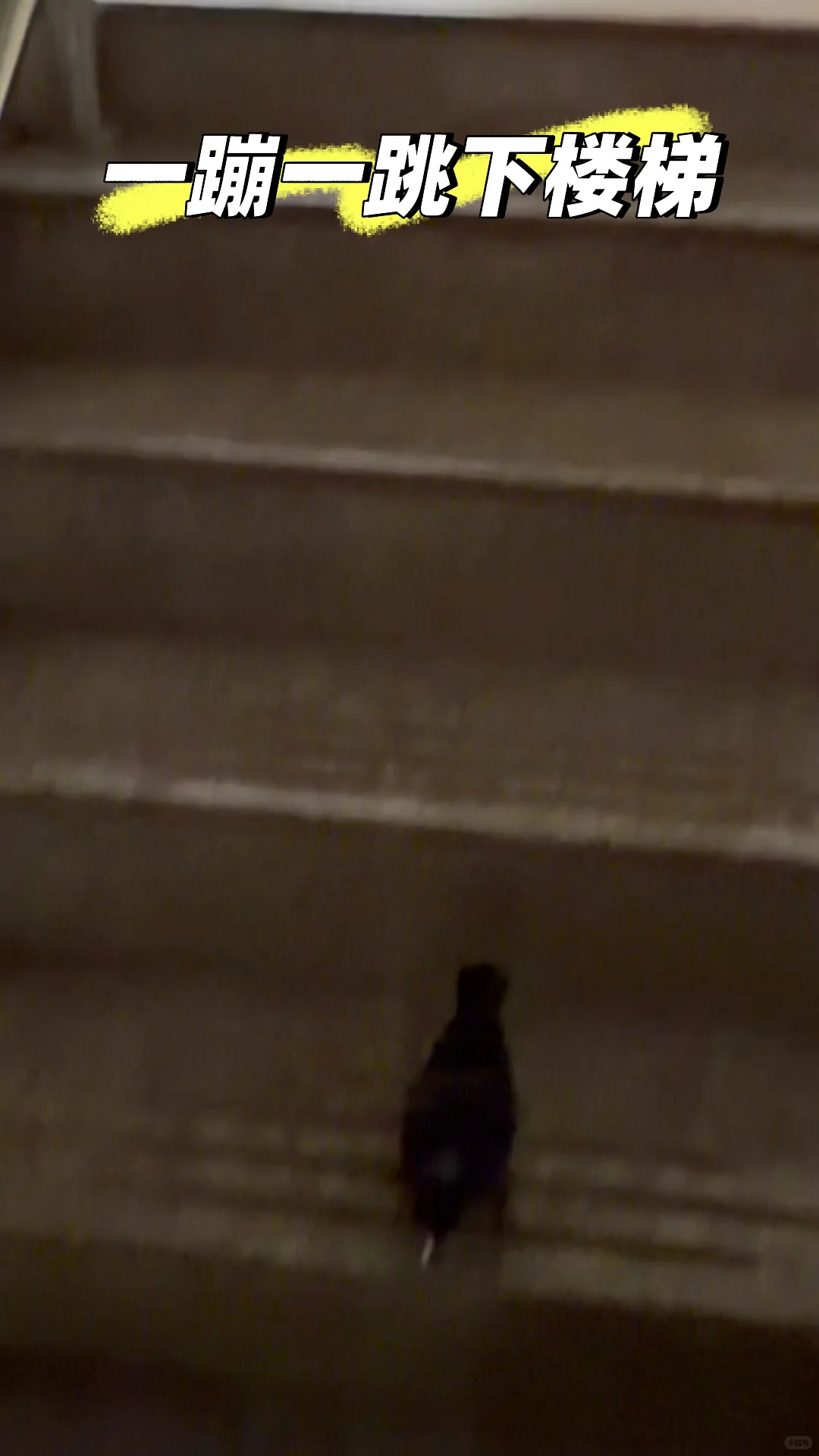 可可爱爱小黑鸡🥰