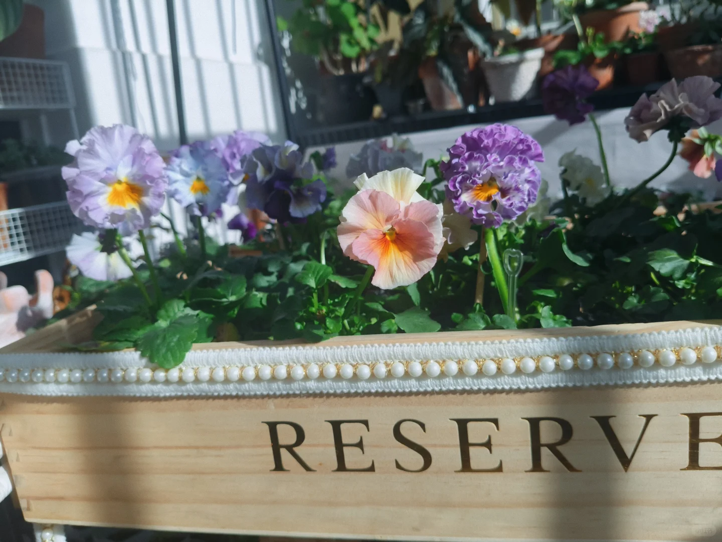 冬至的阳台小花园，温暖一整个冬天❄️