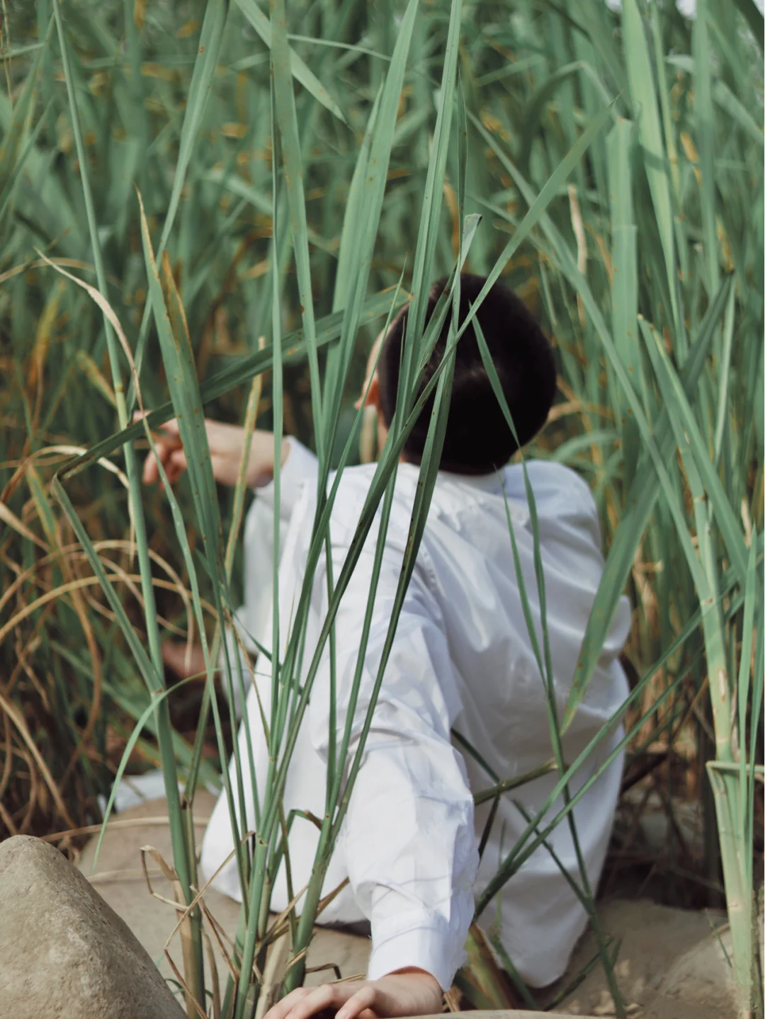 夏至·芦苇🌾｜上海约拍