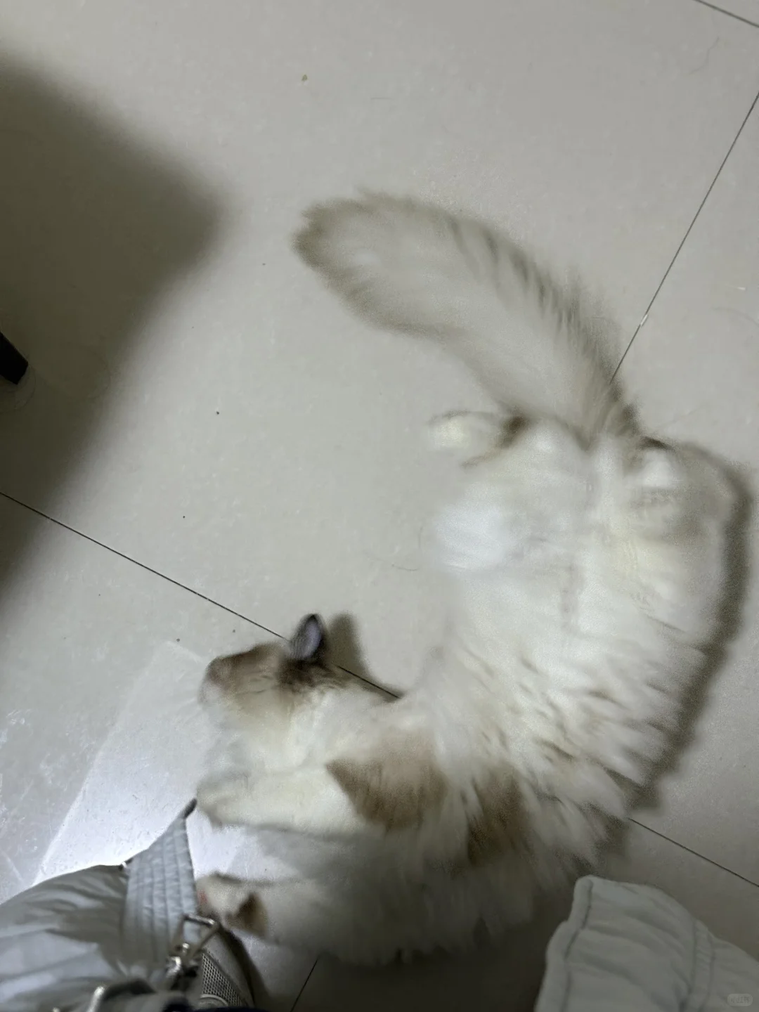 猫：媚眼抛给🦐子看